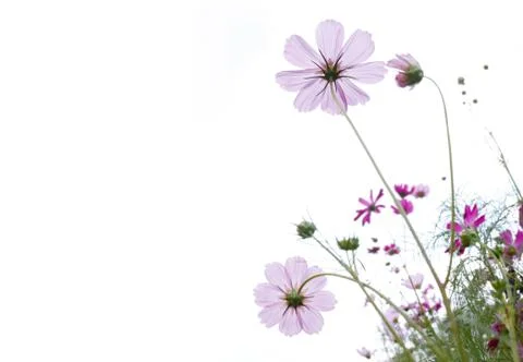 Wild flower Stock Photos