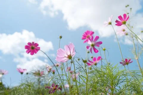 Wild flower Stock Photos