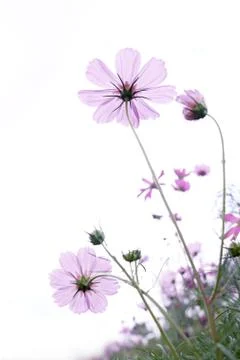 Wild flower 写真素材