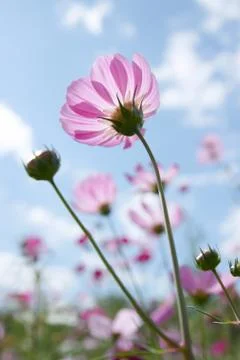 Wild flower Stock Photos
