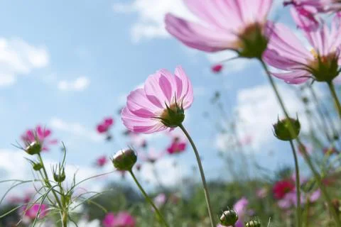 Wild flower Stock Photos