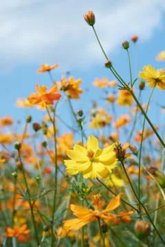 Wild flower Stock Photos