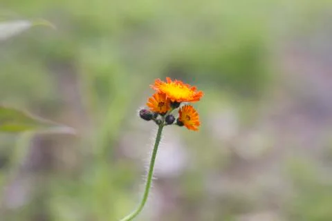 Wild Flower Foto stock