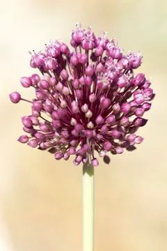 Wild flower Фото