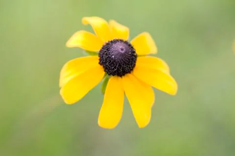 Wild Flower Stock Photos