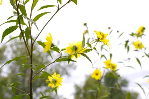 Wild Flower Foto stock