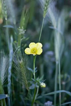 Wild flower Stock Photos