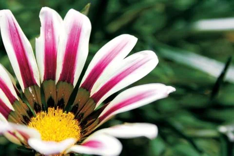 Wild flower Stock Photos