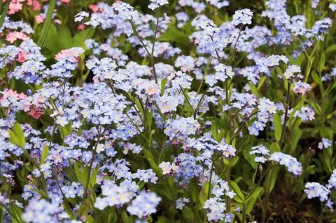Wild flower Stock Photos