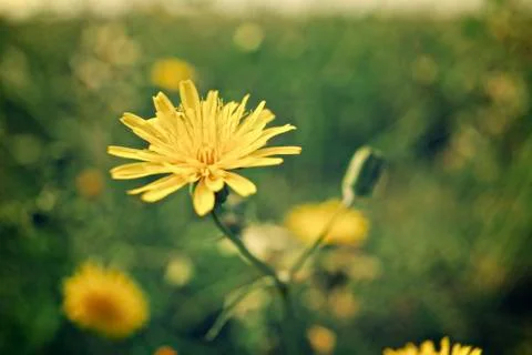 Wild flower Stock Photos