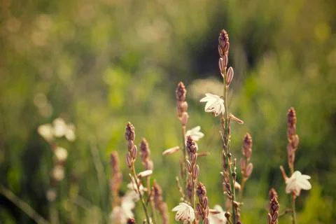 Wild flower Stock Photos