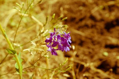 Wild flower Stock Photos
