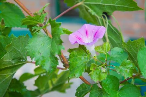 Wild flower Stock Photos