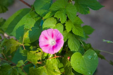 Wild flower Stock Photos