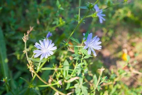 Wild flower Stock Photos