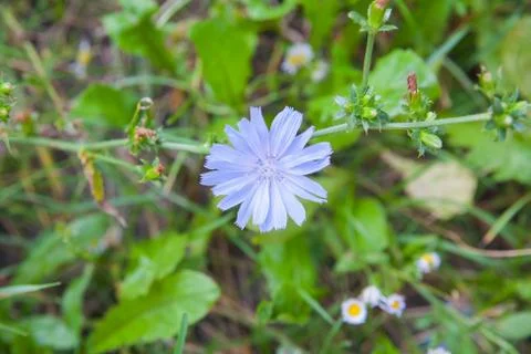 Wild flower Stock Photos