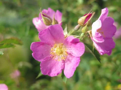 Wild flower 库存照片