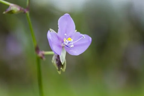 Wild flower Stock Photos