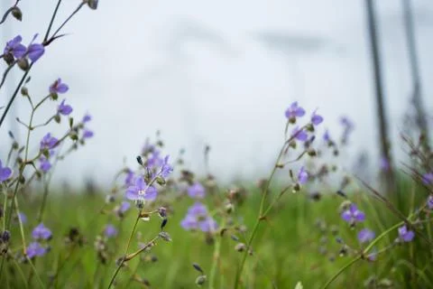 Wild flower Stock Photos
