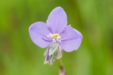 Wild flower Foto stock