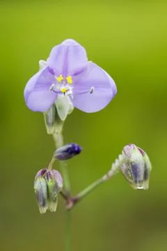 Wild flower Stock Photos