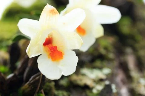 Wild flower Stock Photos