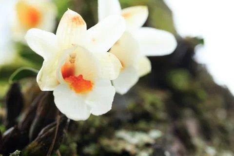 Wild flower Stock Photos