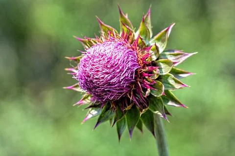 Wild flower Stock Photos