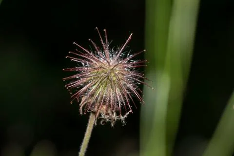 Wild flower Stock Photos