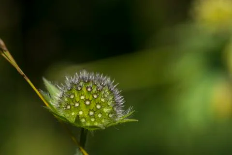 Wild flower Stock Photos