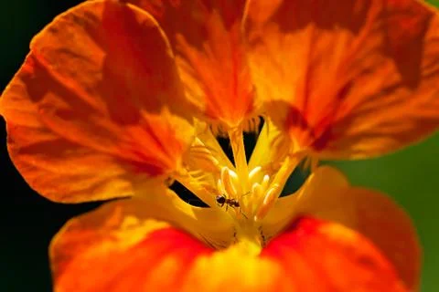 Wild flower Free Stock Photos