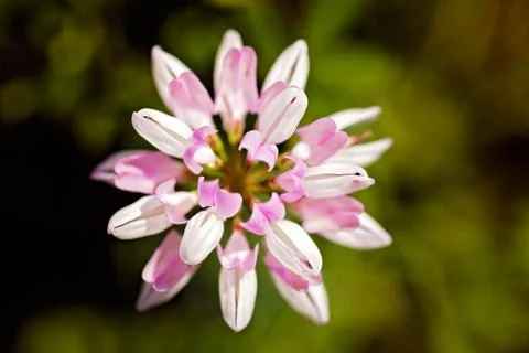 Wild flower Foto stock gratuite
