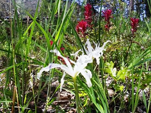 Wild flower Stock Photos