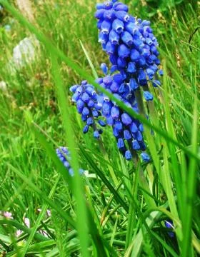 Wild Flower Foto stock