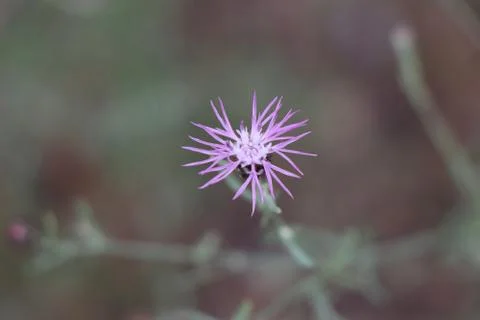 Wild flower Stock Photos