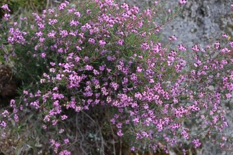 Wild flower Stock Photos