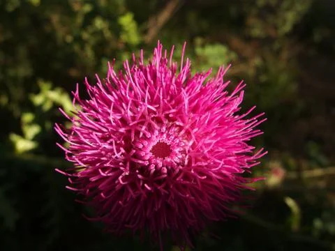 Wild Flower Stock Photos