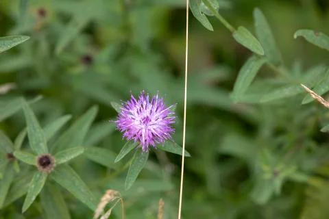 Wild flower 스톡 사진
