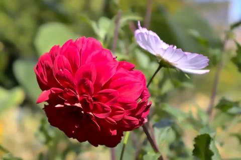 Wild flower Stock Photos