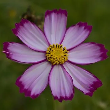 Wild flower Stock Photos