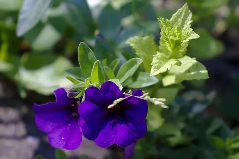 Wild flower Stock Photos
