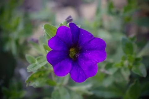 Wild flower Stock Photos