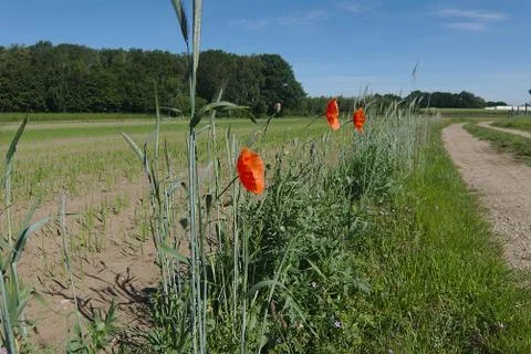 Wild flower Stock Photos