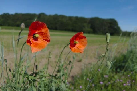 Wild flower Stock Photos