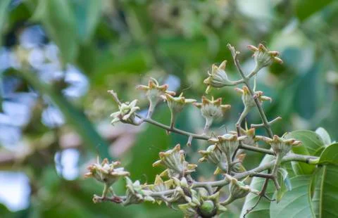 Wild Flower. Stock Photos