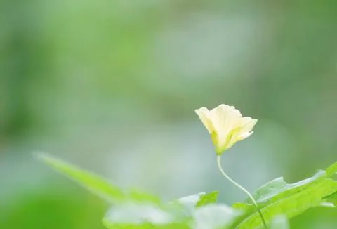 Wild Flower. Stock Photos