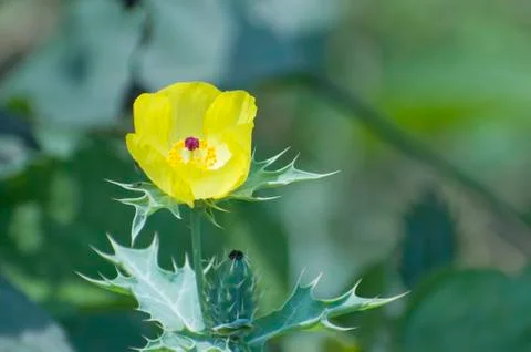 Wild Flower. Stock Photos