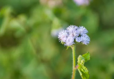 Wild Flower. Stock Photos