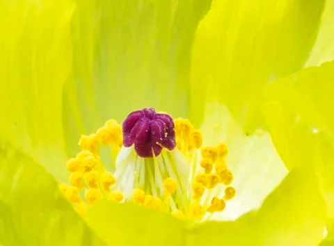 Wild Flower. Foto stock