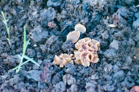 Wild Flower. Stock Photos